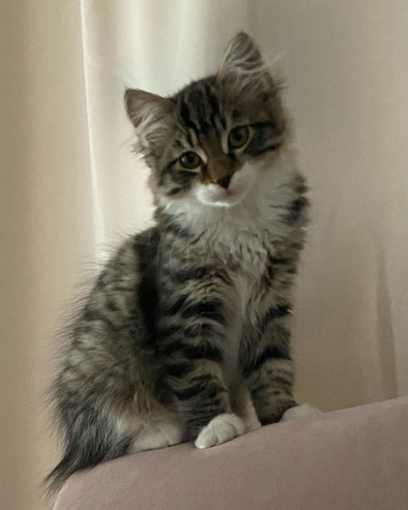 Sibirisk kattunge Zwicky