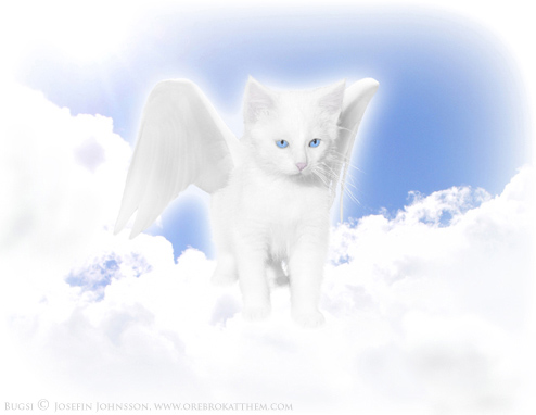 ängel katt