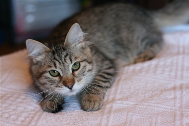 sibirisk katt Gabbie