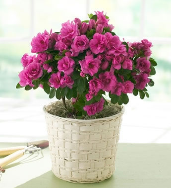 Azalea