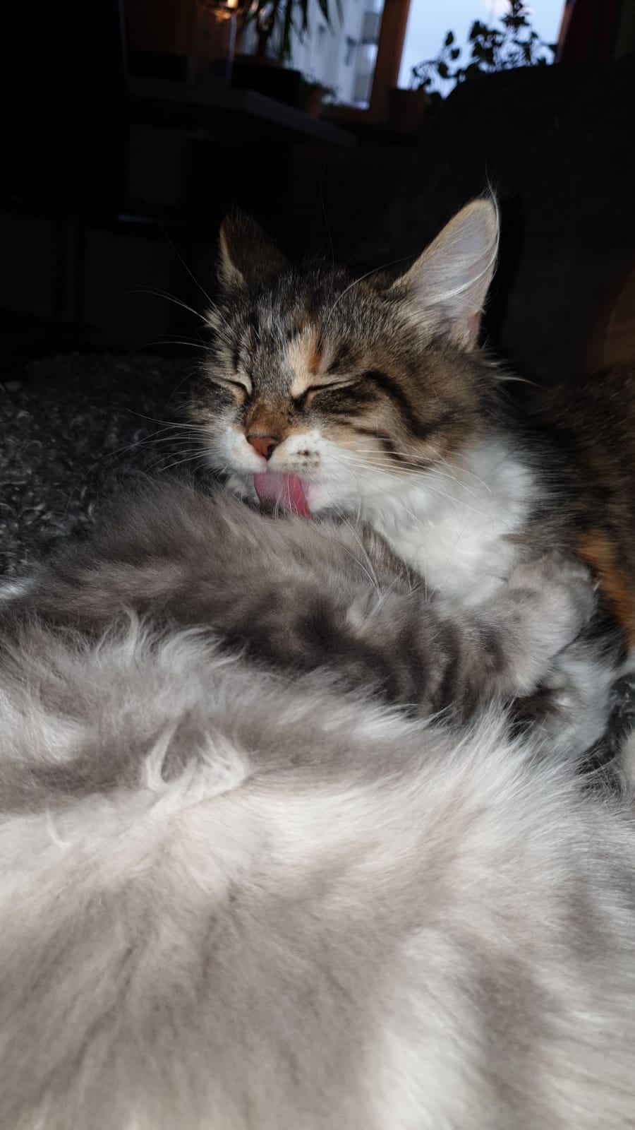 sibirisk kattunge Xainza