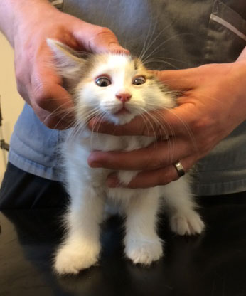 sibirisk kattunge Tracie