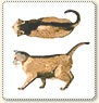 överviktig katt