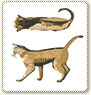 underviktig katt