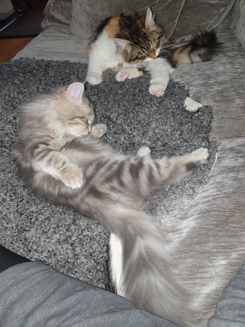 sibiriska kattungar Xainza o Yambika