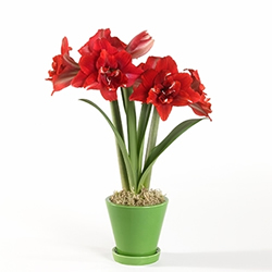 Amaryllis