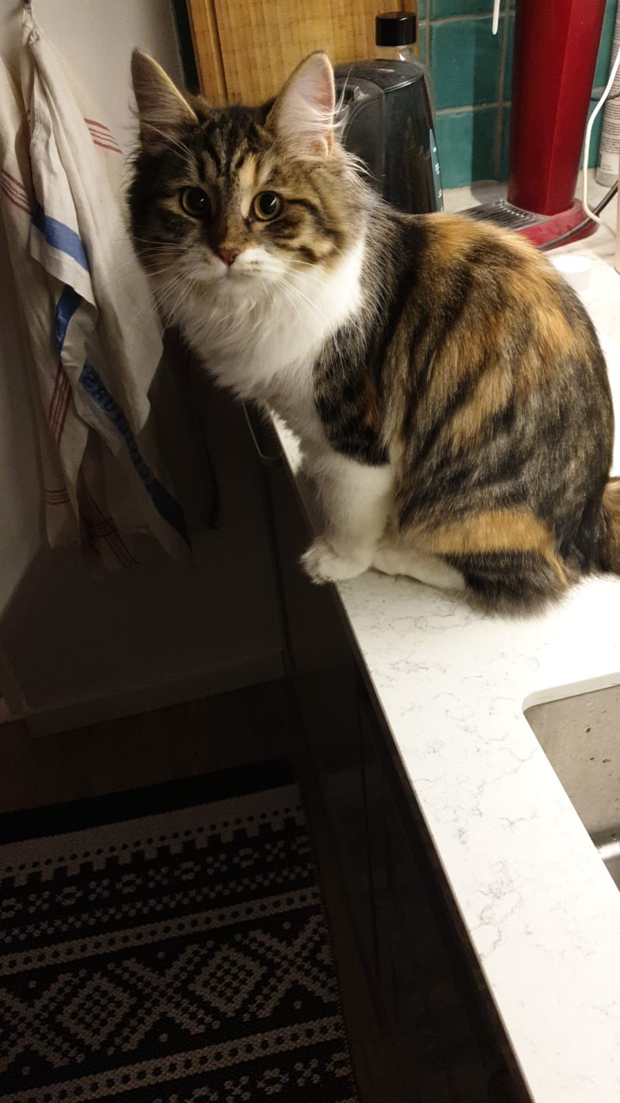 sibirisk katt Xainza