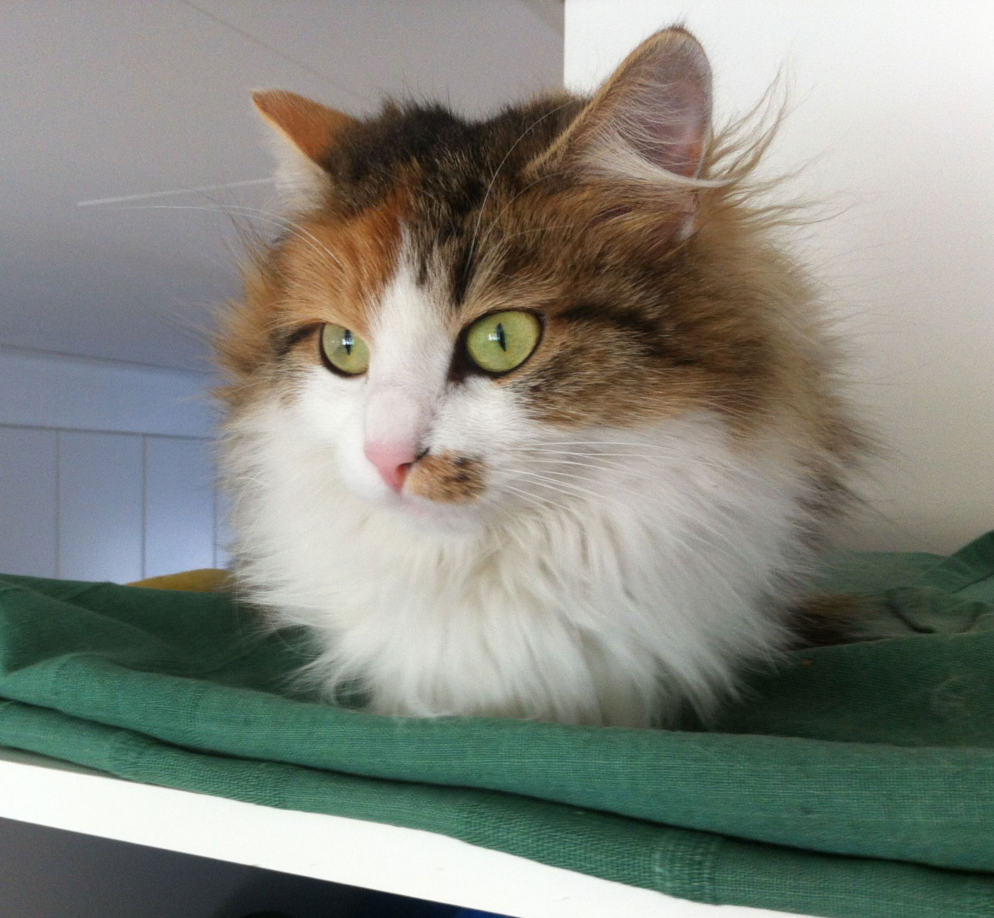 Sibirisk katt Gaia