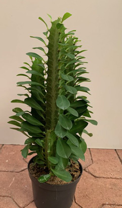 Euphorbia Trigona