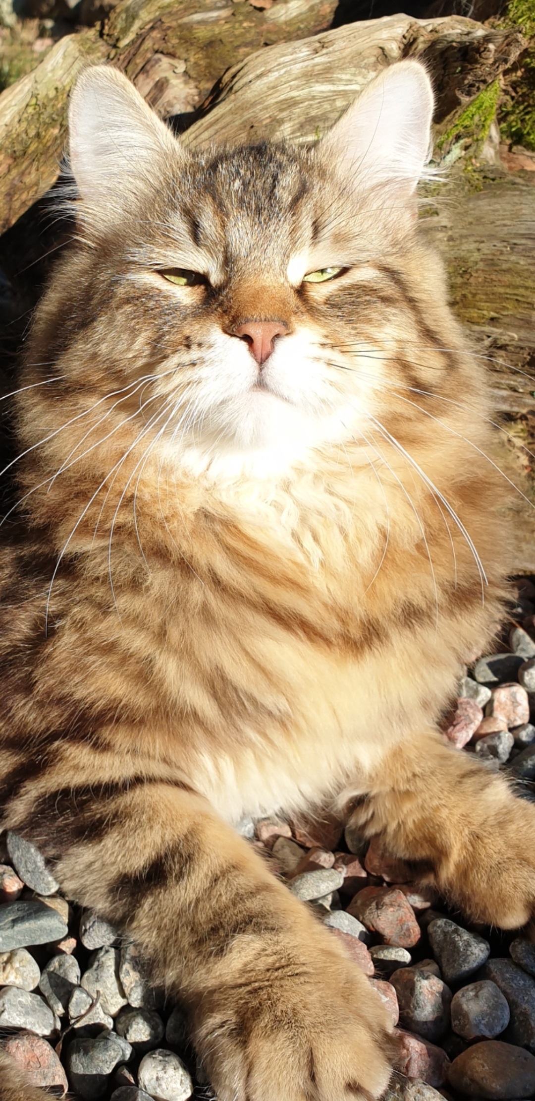 sibirisk katt Ragnar