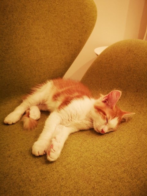 sibirisk kattunge Sigge