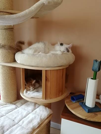 sibirisk katt Xanthus o Mars