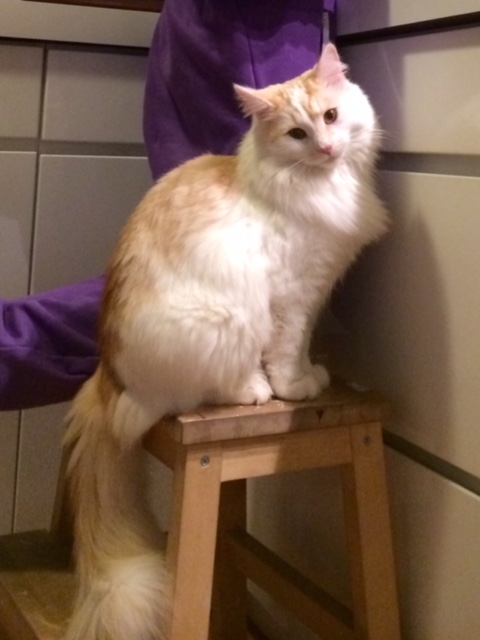 Sibirisk katt Regulus
