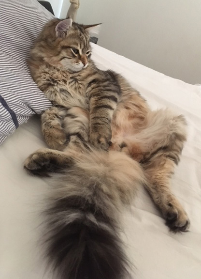 sibirisk katt Lulin