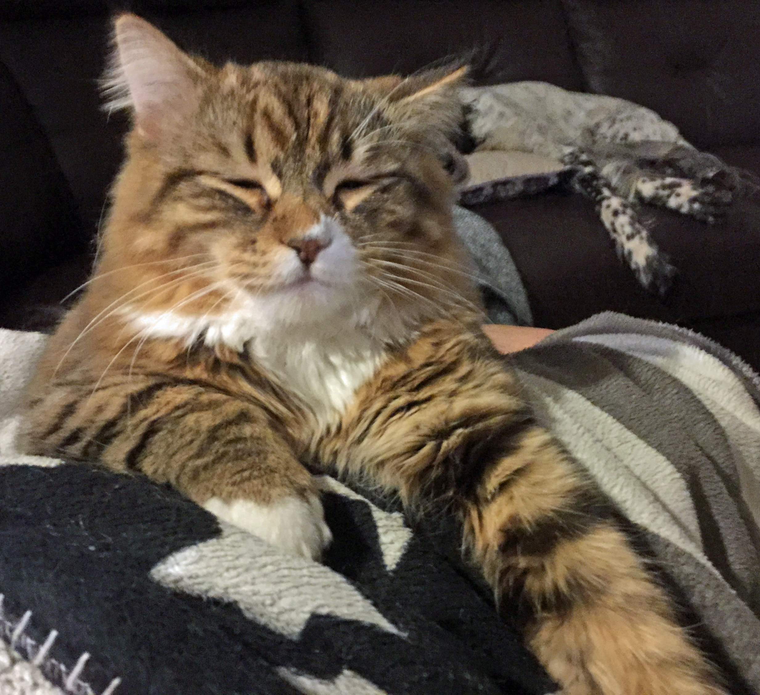 sibirisk katt Lynx
