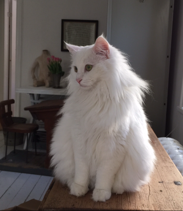 sibirisk katt Quorn