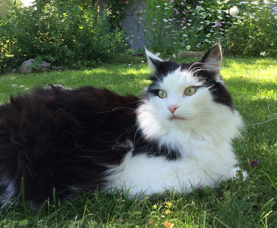 Sibirisk katt Yale