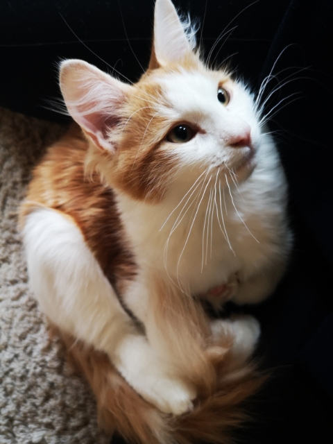 sibirisk kattunge X