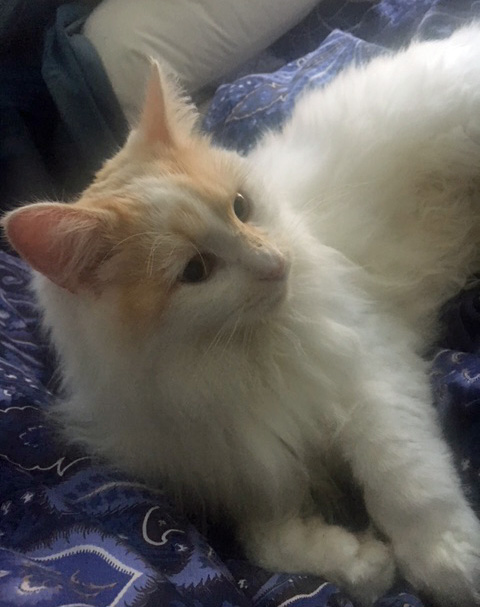 sibirisk katt Regulus