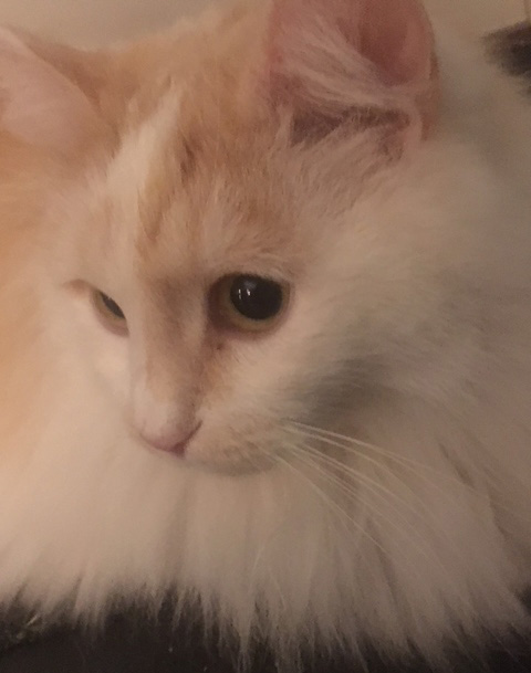 sibirisk katt Regulus