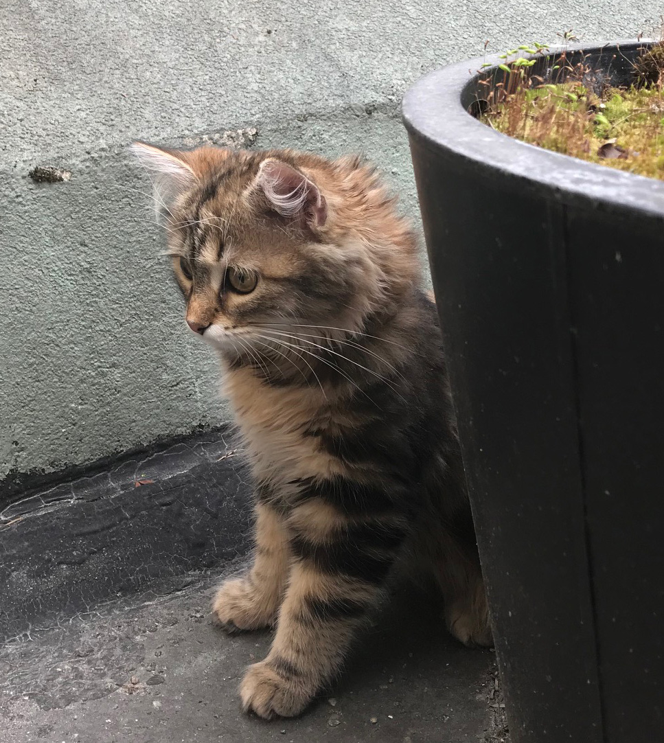 sibirisk katt Sicilia