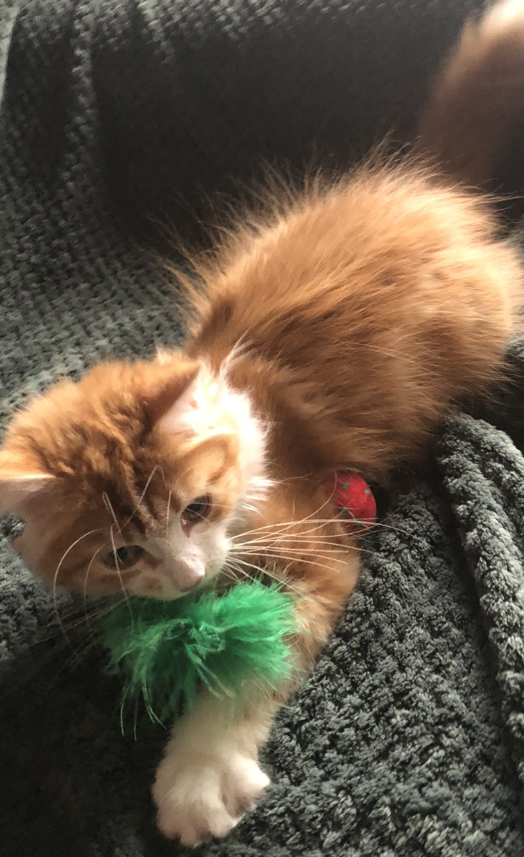 sibirisk kattunge Vivaldi