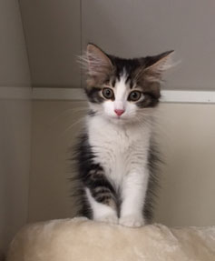 sibirisk kattunge Elliot