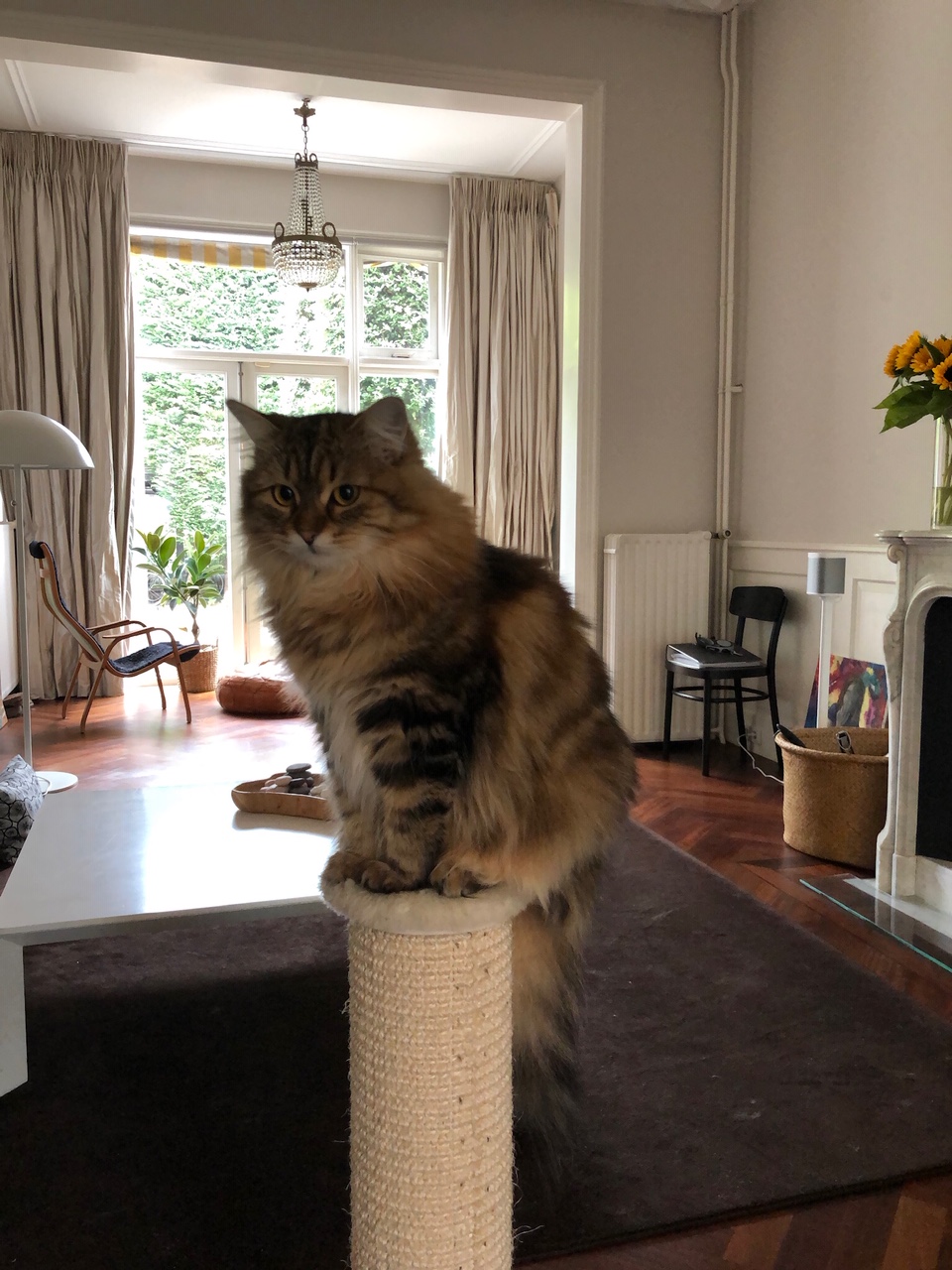 Sibirisk katt Sicilia