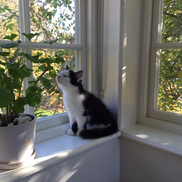 sibirisk katt Yale