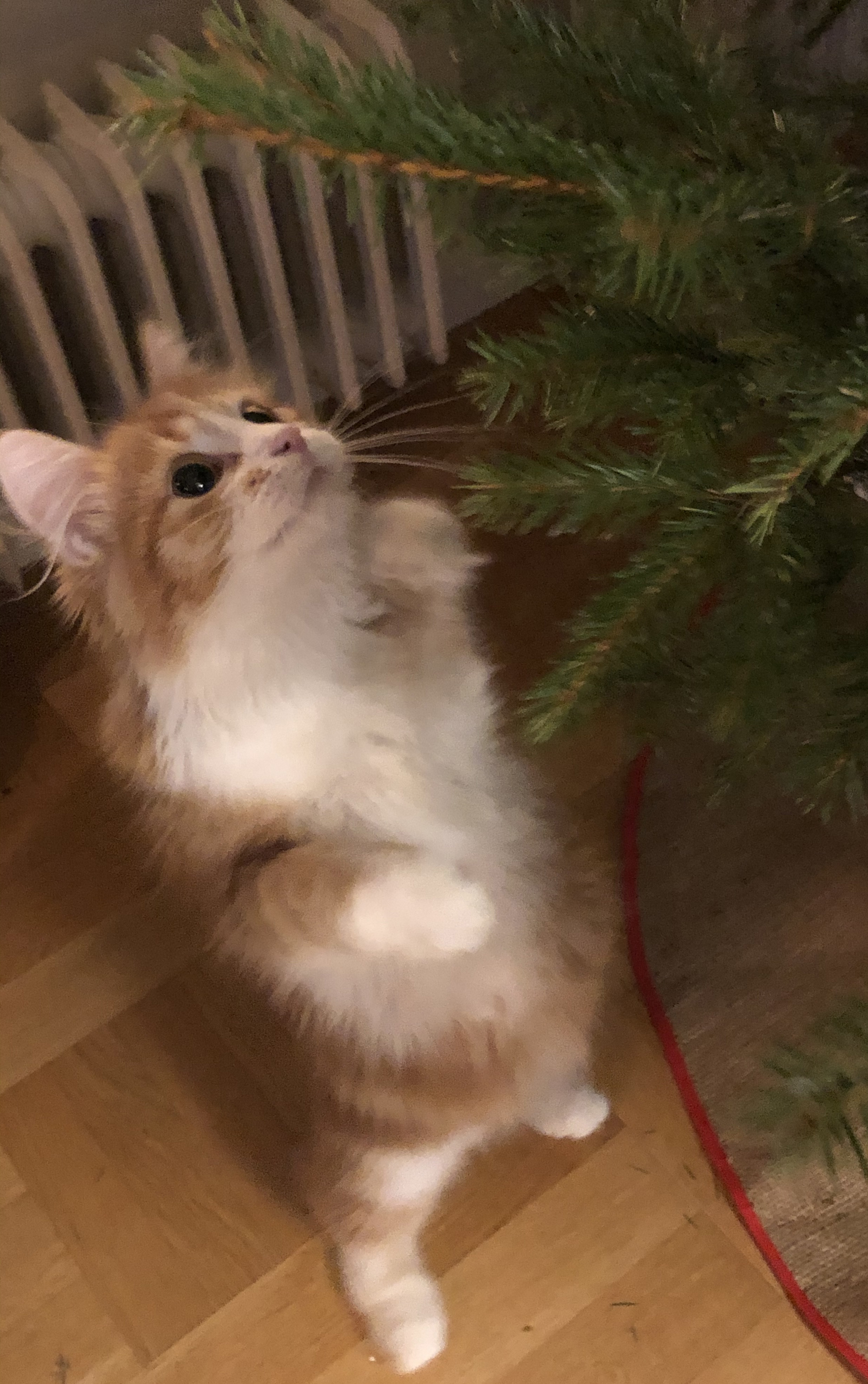 Sibirisk kattunge Vivaldi