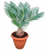 kottepalm