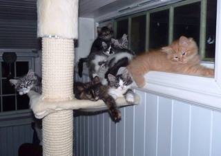 sibirisk kattunge Silver