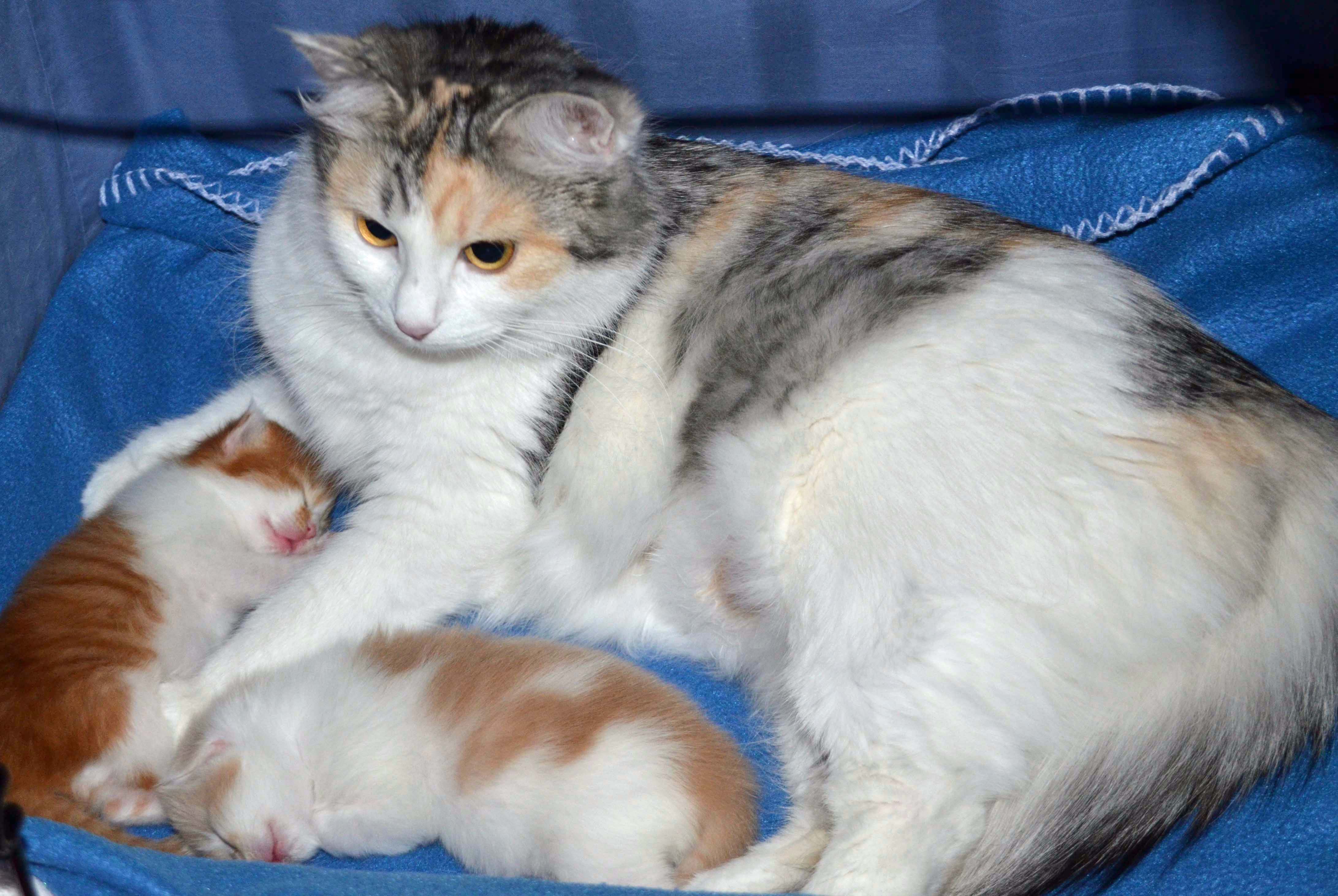 sibirsk katt Gamma