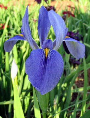 Iris
