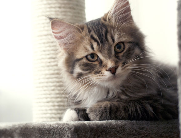 sibirisk kattunge