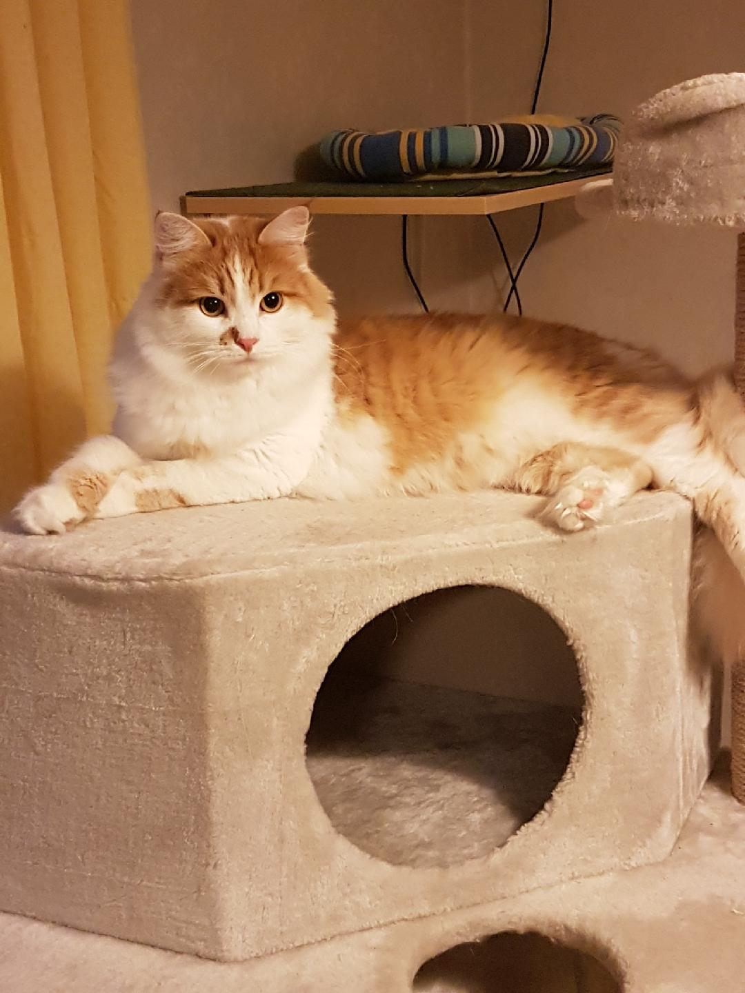 sibirisk katt King