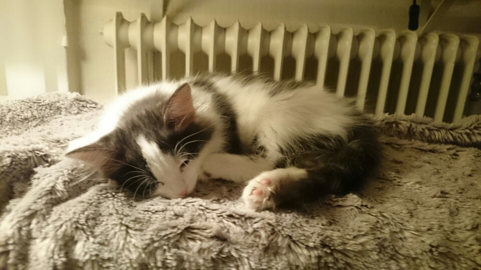 sibirisk katt Yrsa
