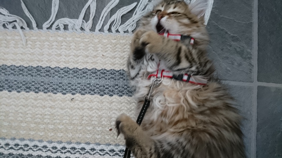 sibirisk katt Styx