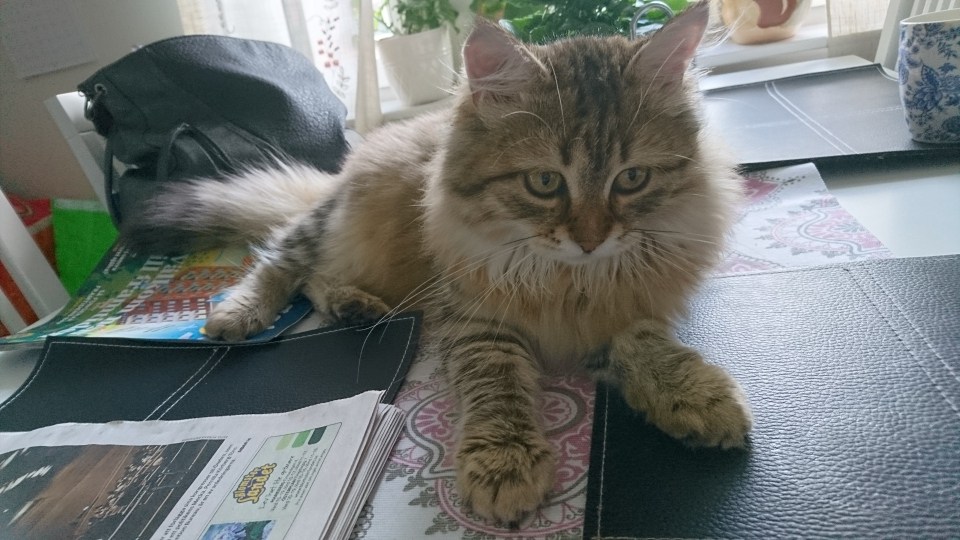 sibirisk katt Styx