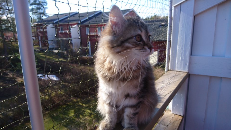 Sibirisk katt Styx