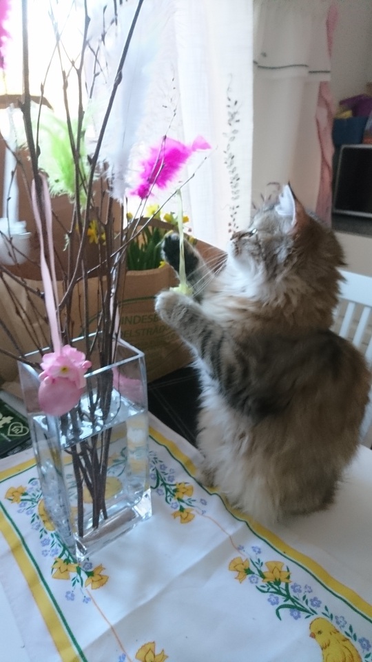 sibirisk katt Styx
