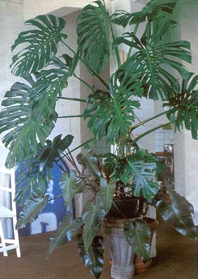 Monstera