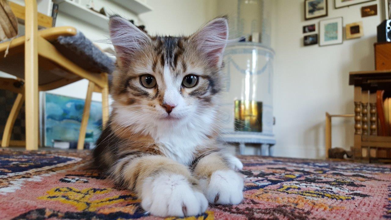 sibirisk katt Nyx