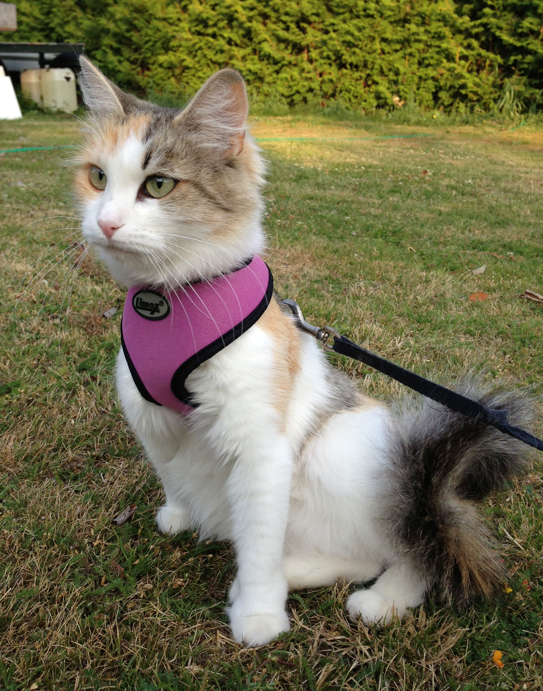 sibirisk katt Colbie