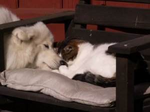 hund katt