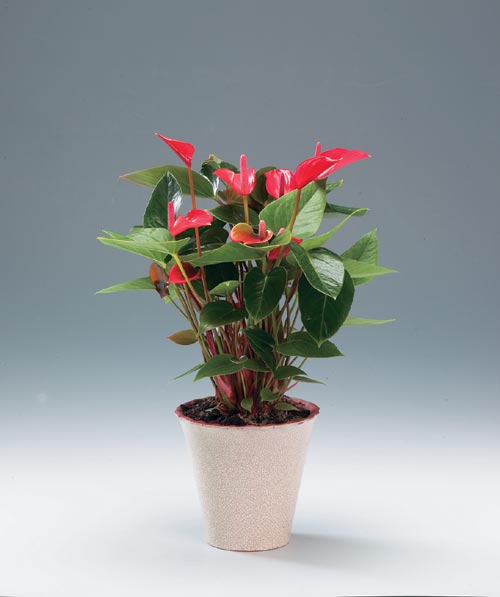 Rosenkalla