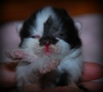 sibirisk kattunge Silver