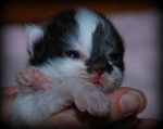 sibirisk kattunge Silver