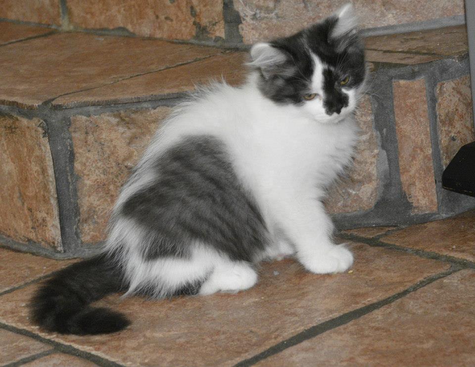 sibirisk kattunge