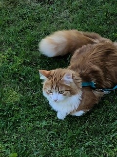 sibirisk katt Vivaldi